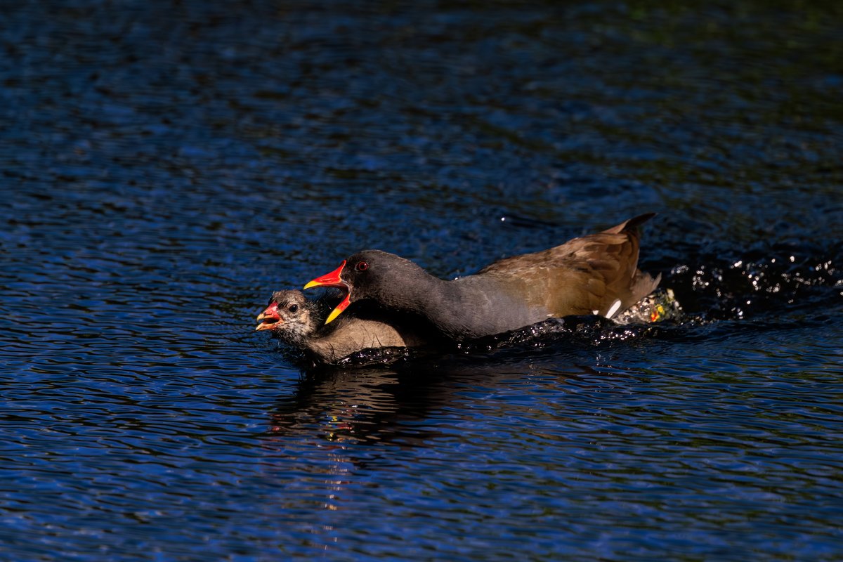 Eurasian Moorhen