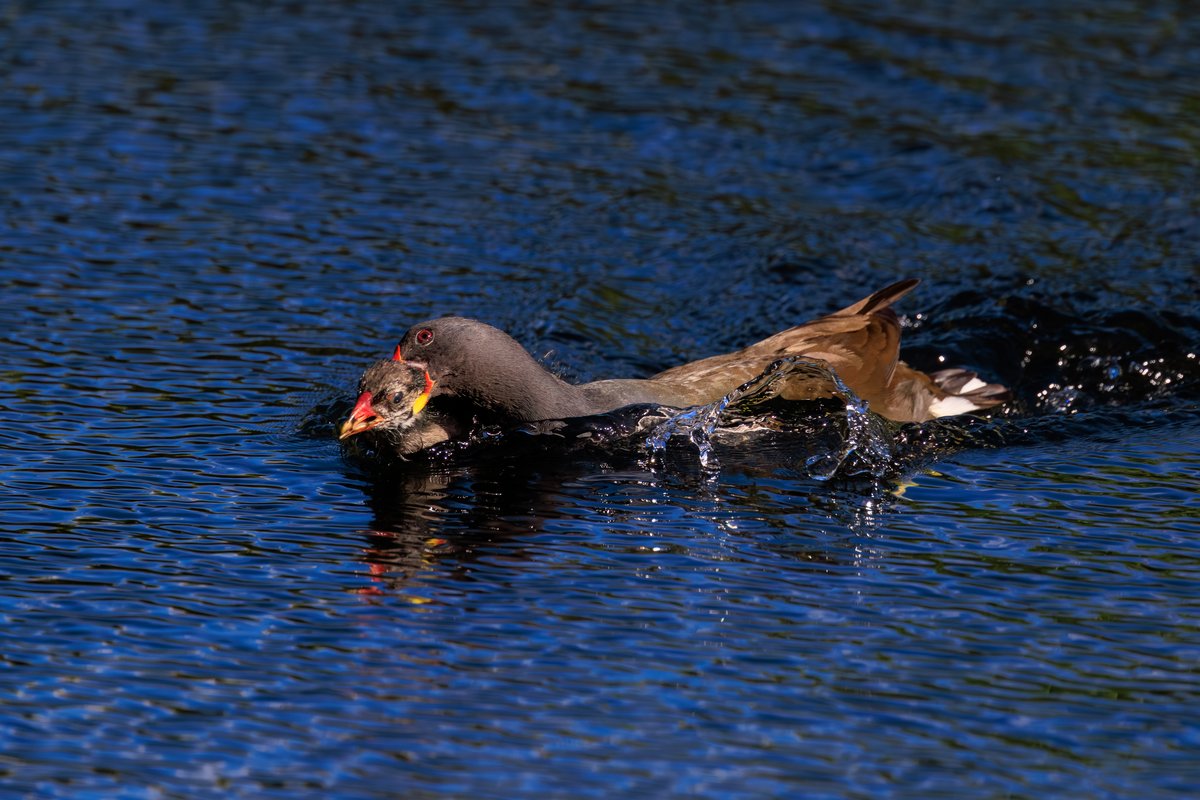 Eurasian Moorhen