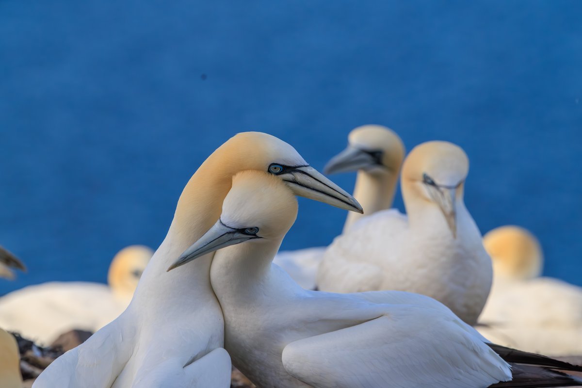Northern Gannet