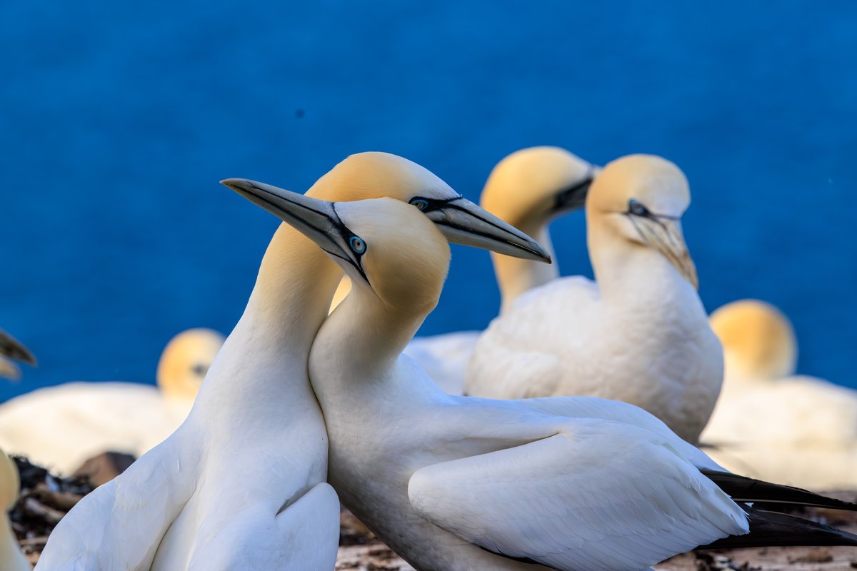Northern Gannet