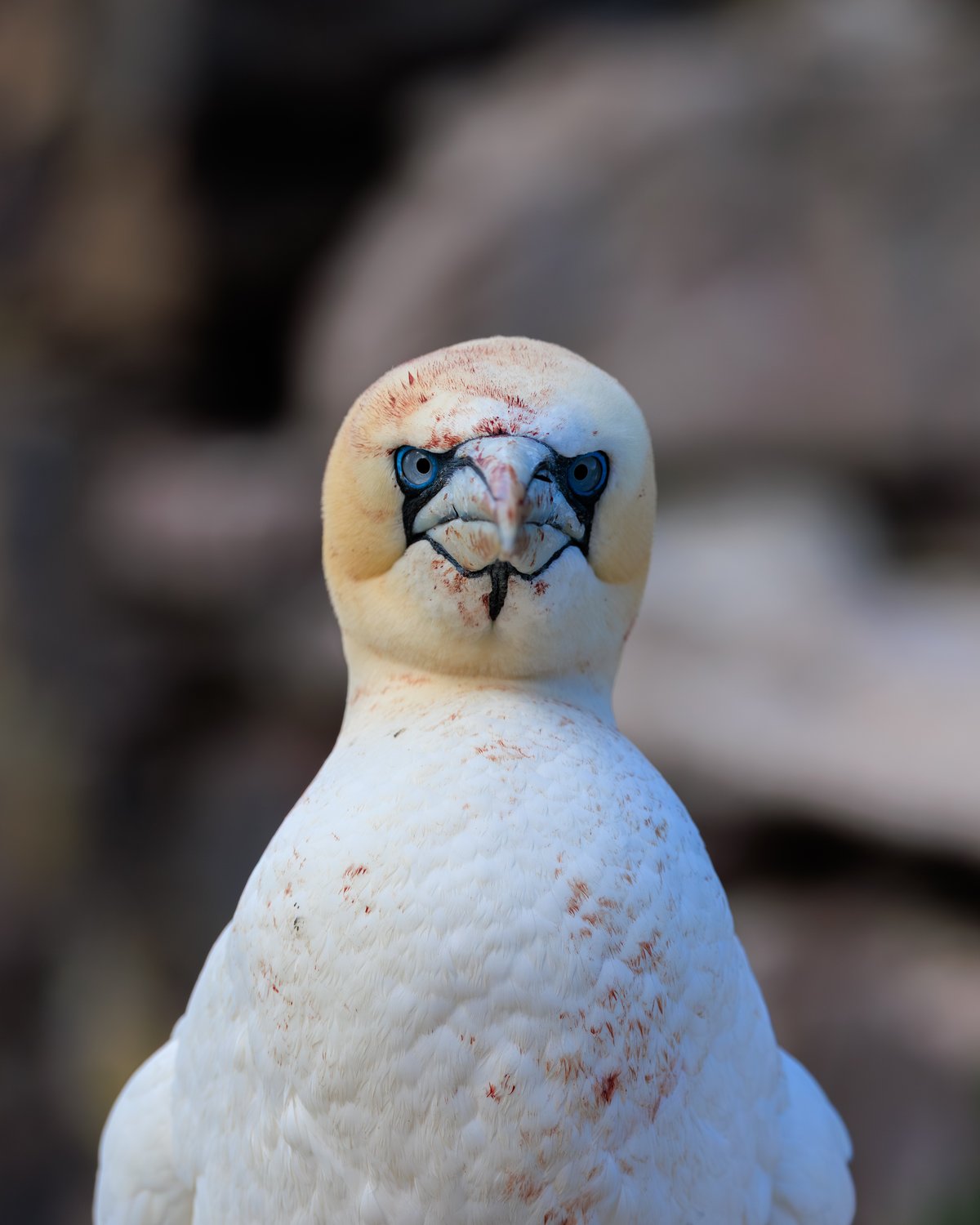 Northern Gannet