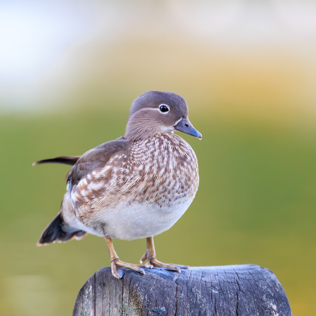 Mandarin Duck