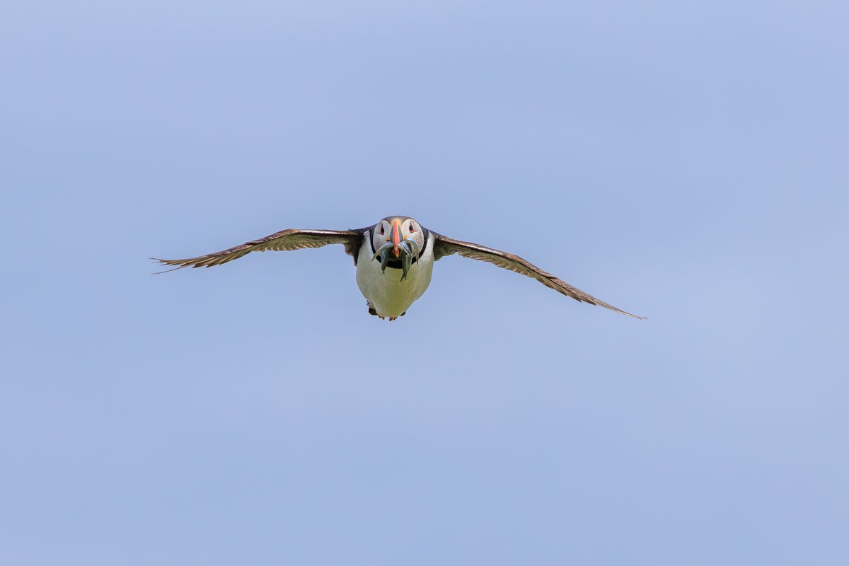 Atlantic Puffin