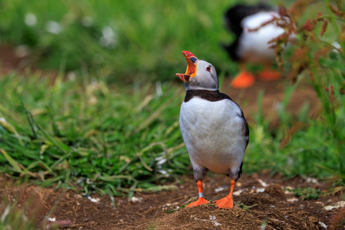 Atlantic Puffin