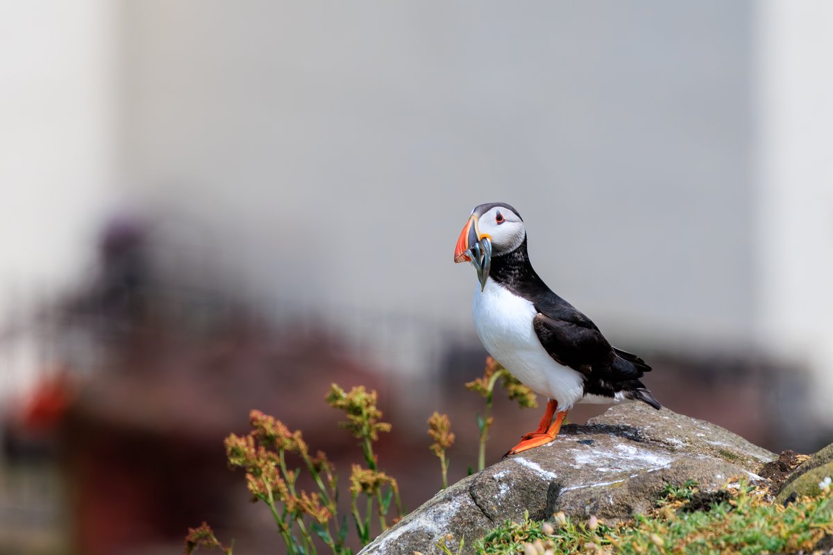 Atlantic Puffin