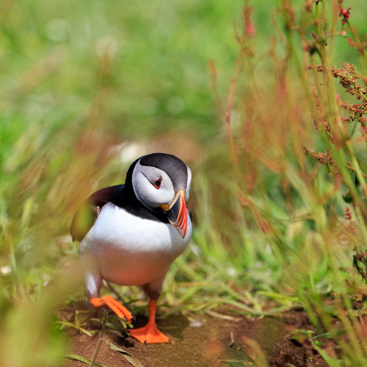 Atlantic Puffin