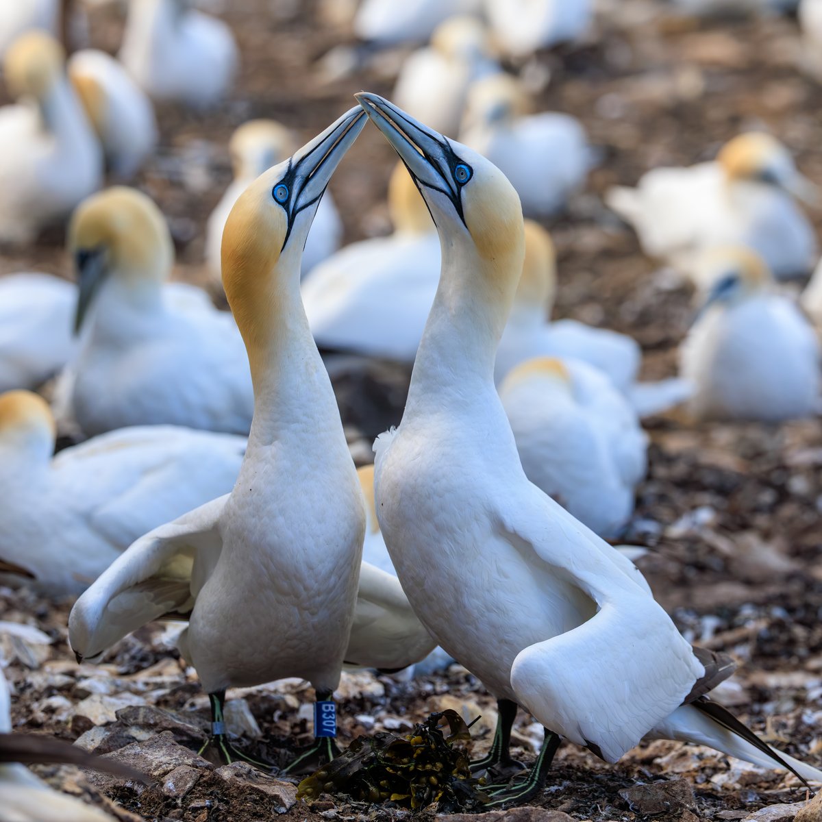 Northern Gannet