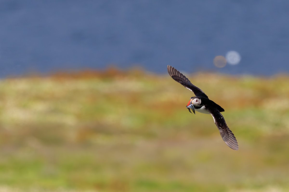 Atlantic Puffin