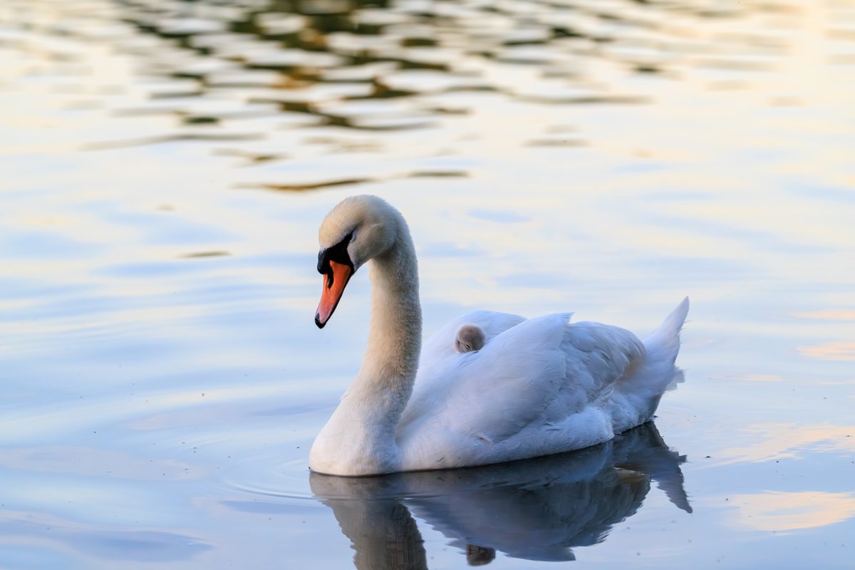 Mute Swan