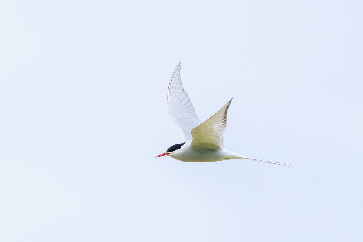 Arctic Tern