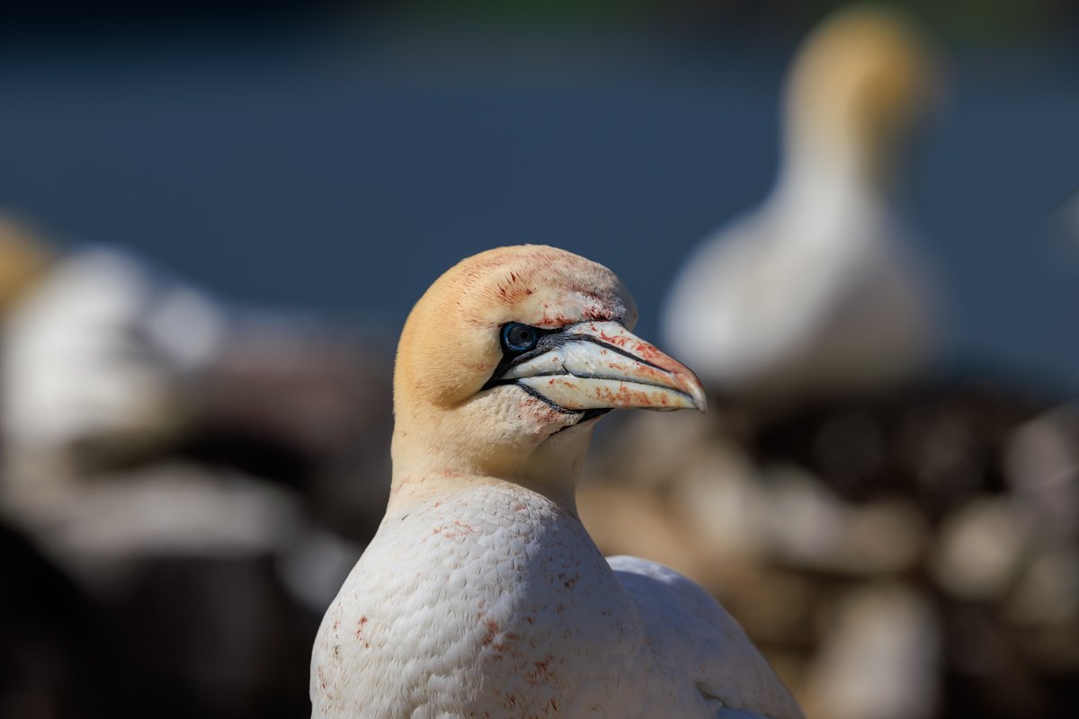 Northern Gannet