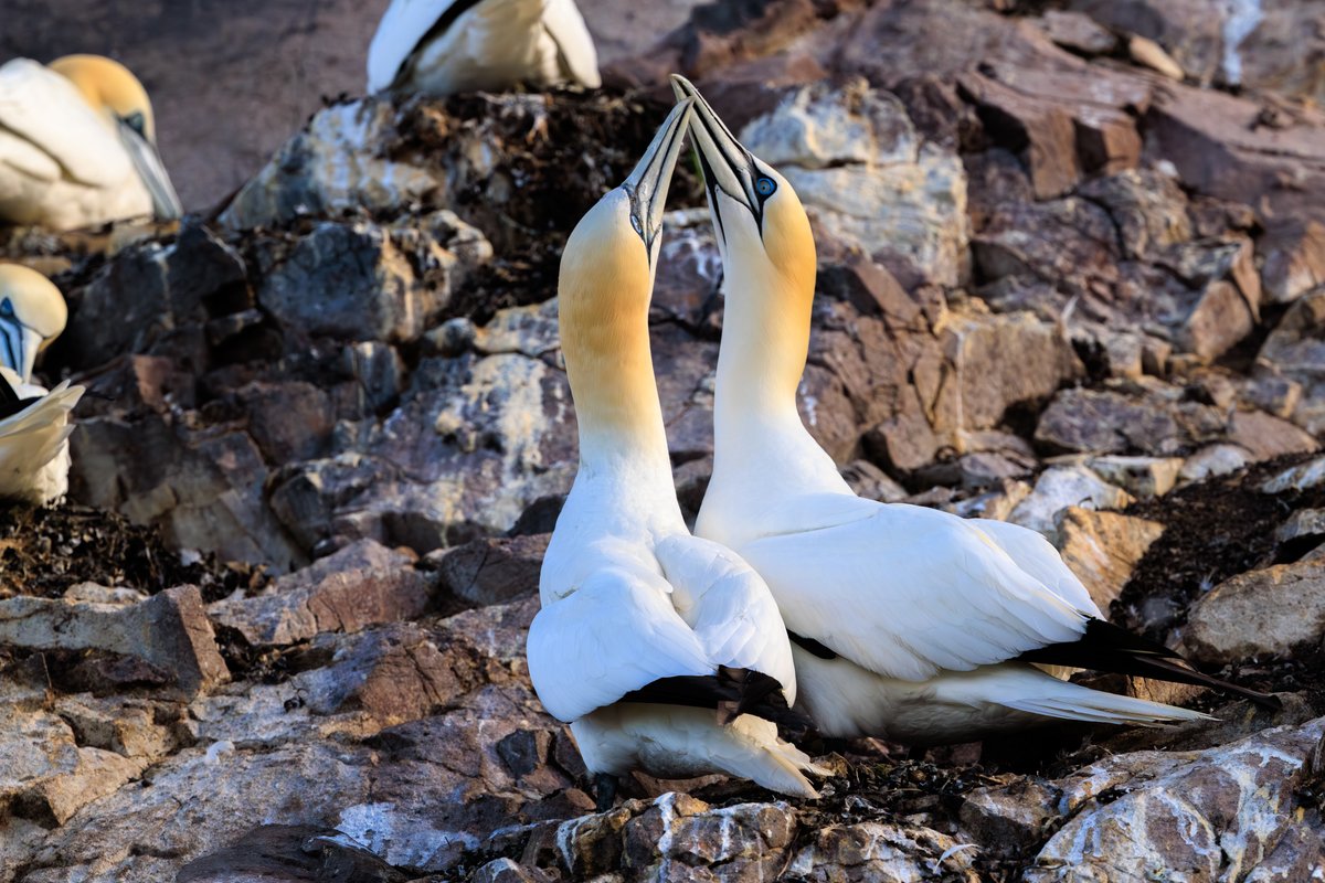 Northern Gannet