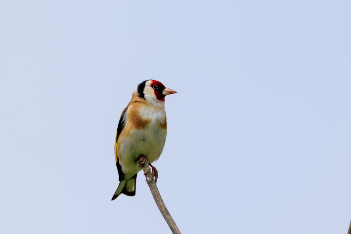 European Goldfinch