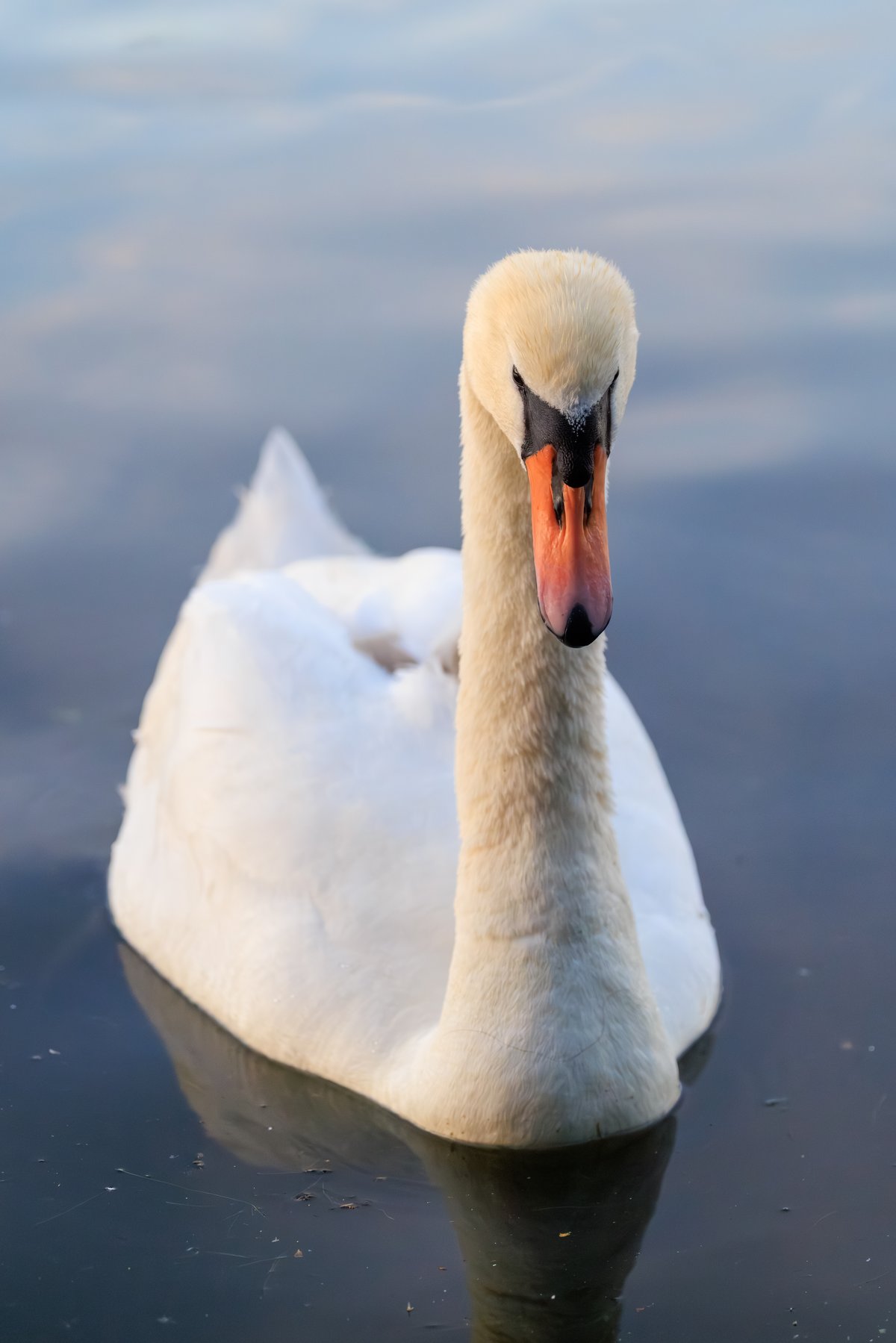Mute Swan