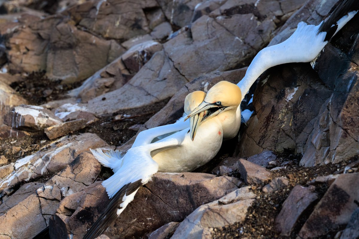 Northern Gannet