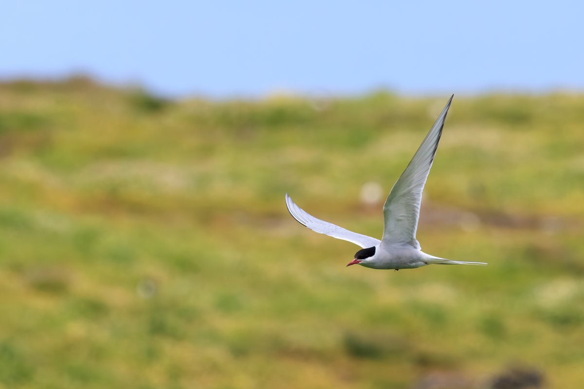 Arctic Tern