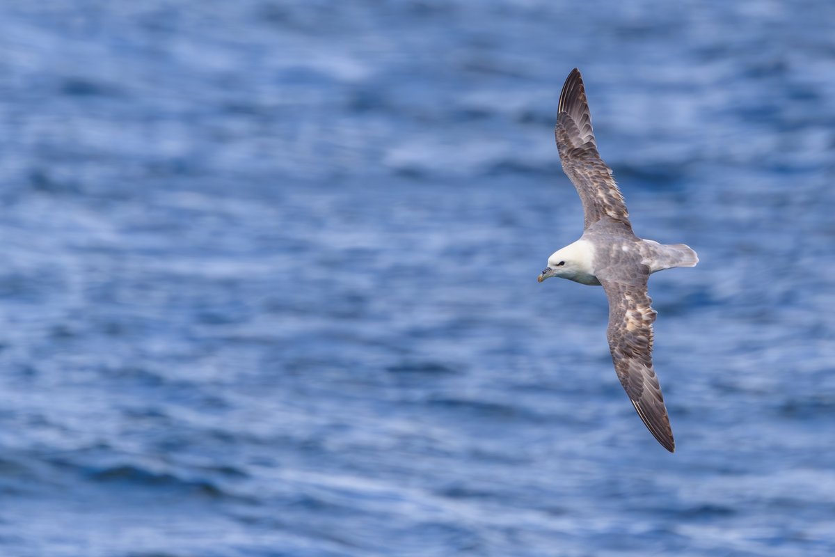 Northern Fulmar