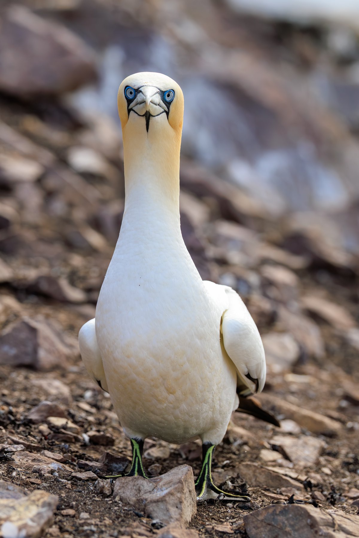 Northern Gannet