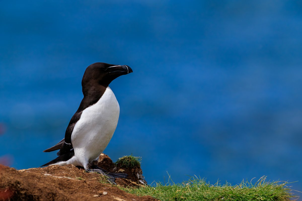 Razorbill
