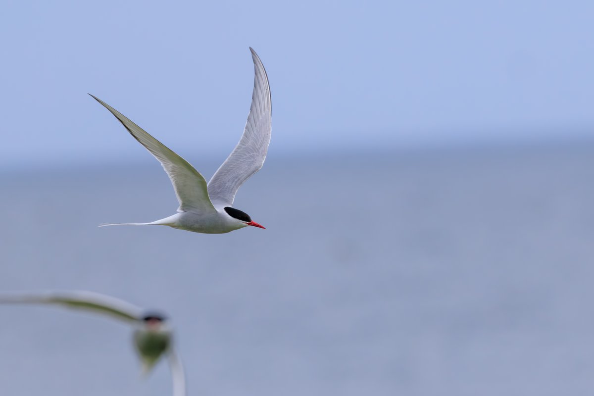 Arctic Tern