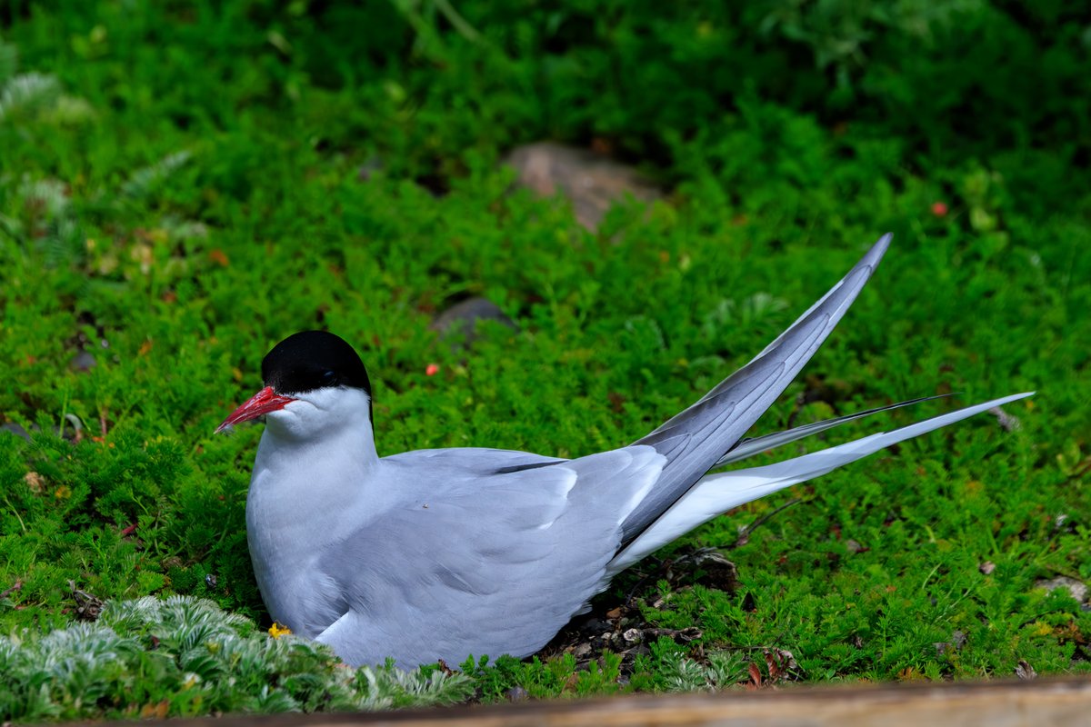 Arctic Tern