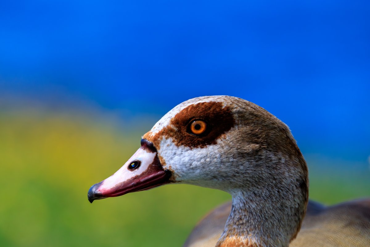 Egyptian Goose