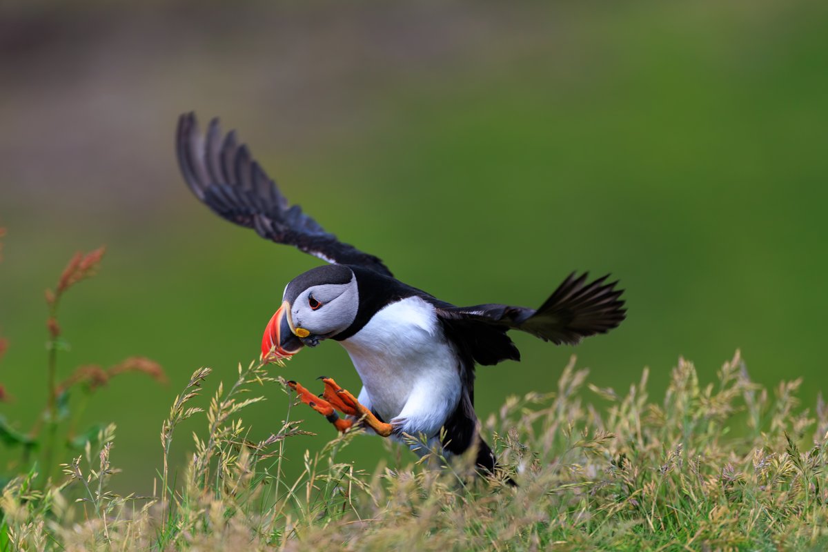 Atlantic Puffin