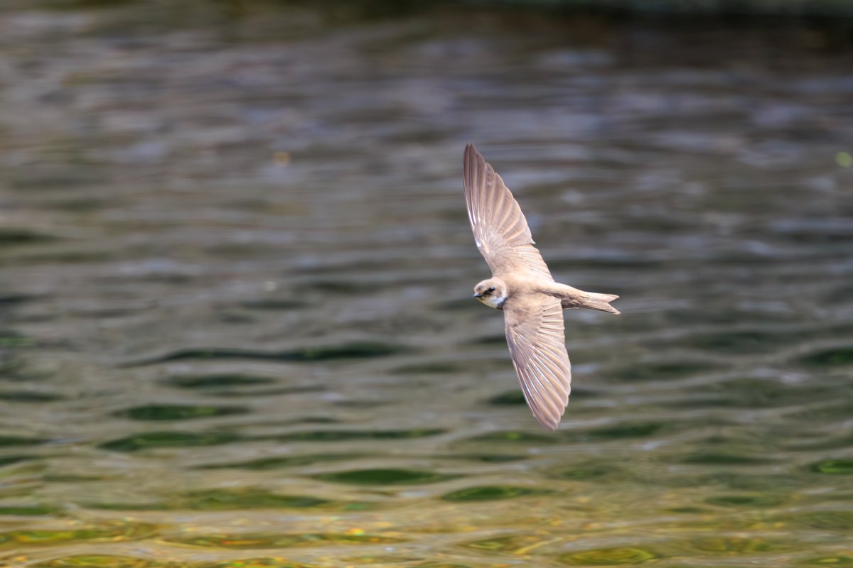 Bank Swallow