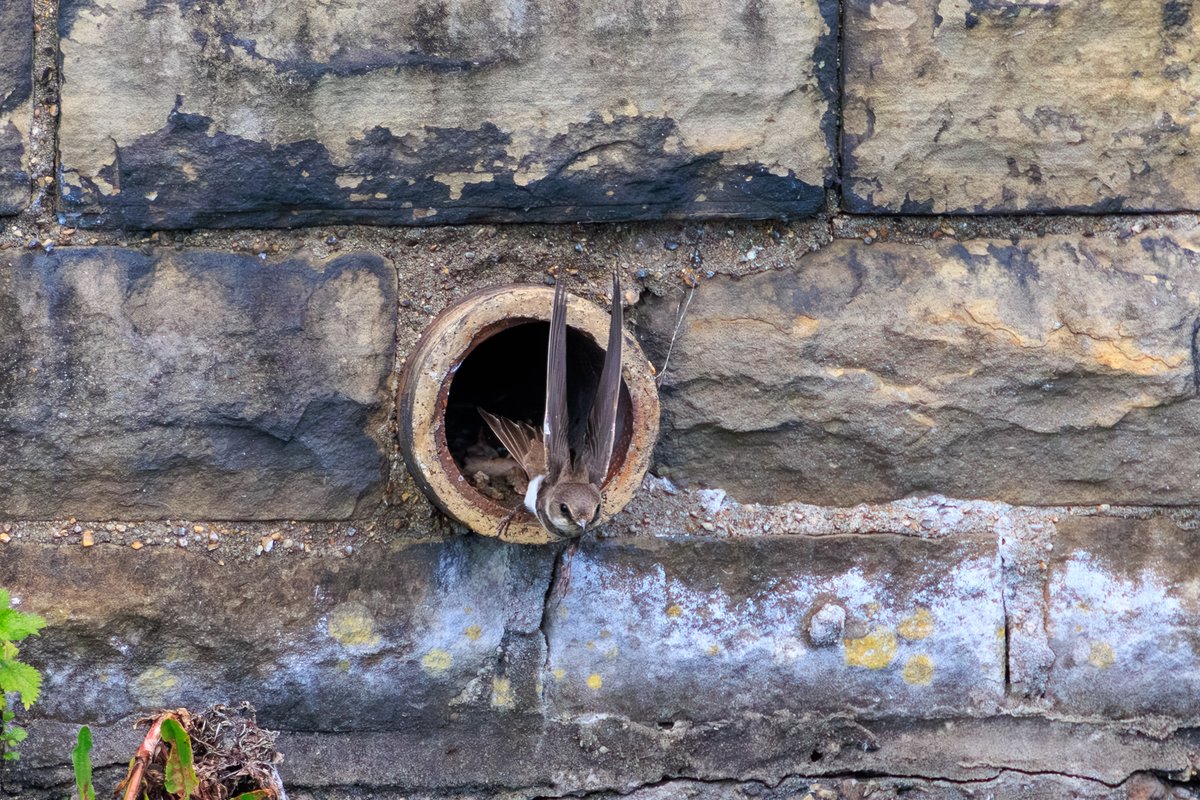 Bank Swallow