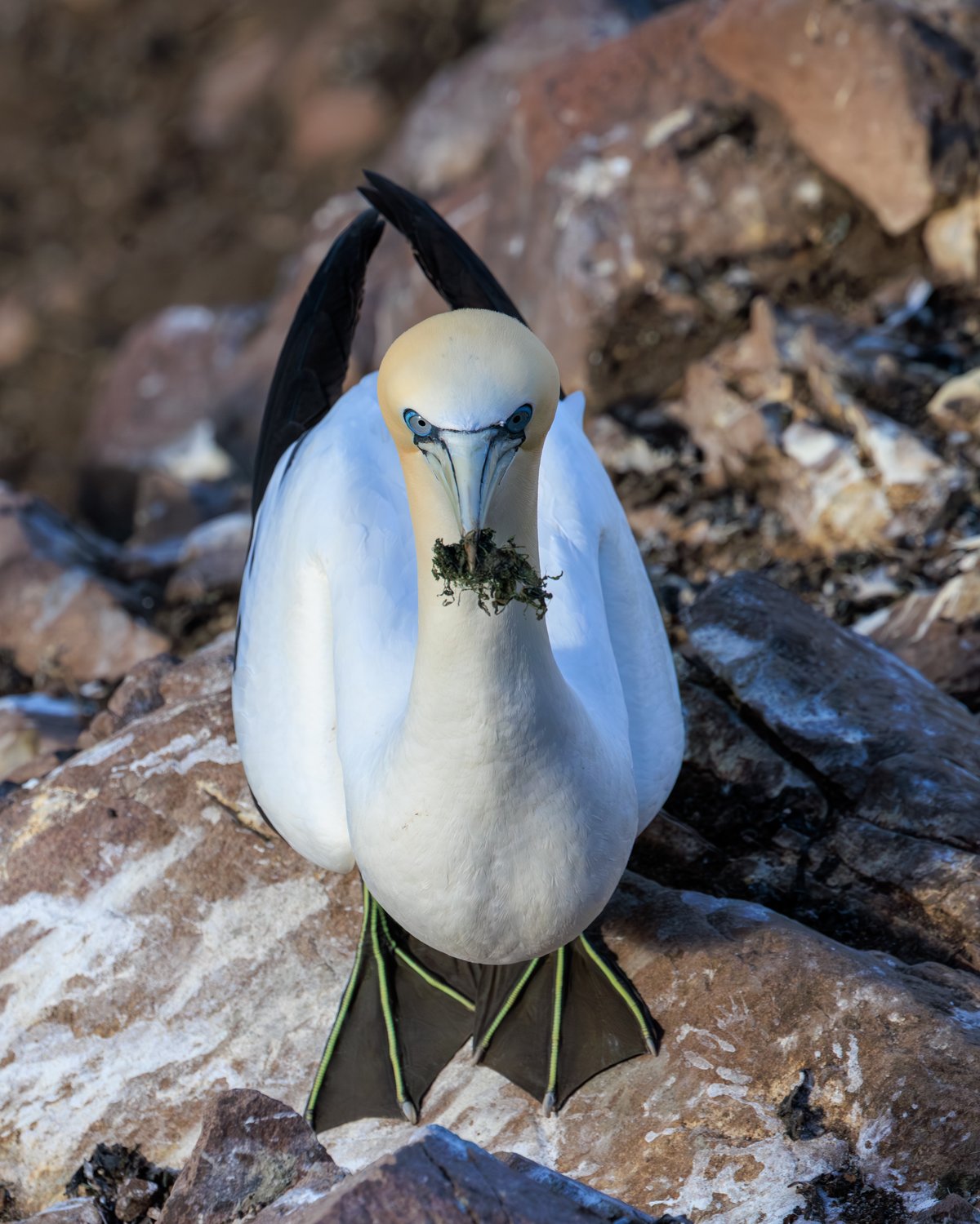 Northern Gannet