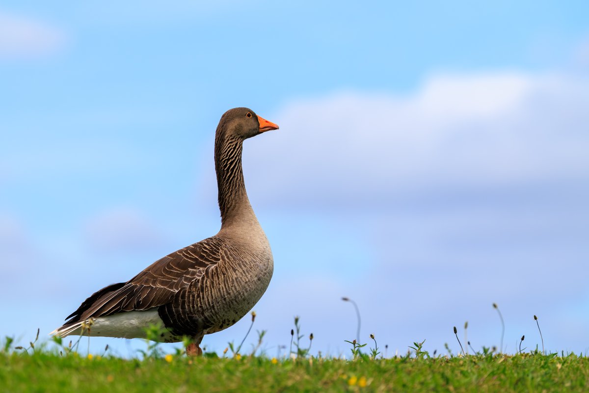 Graylag Goose