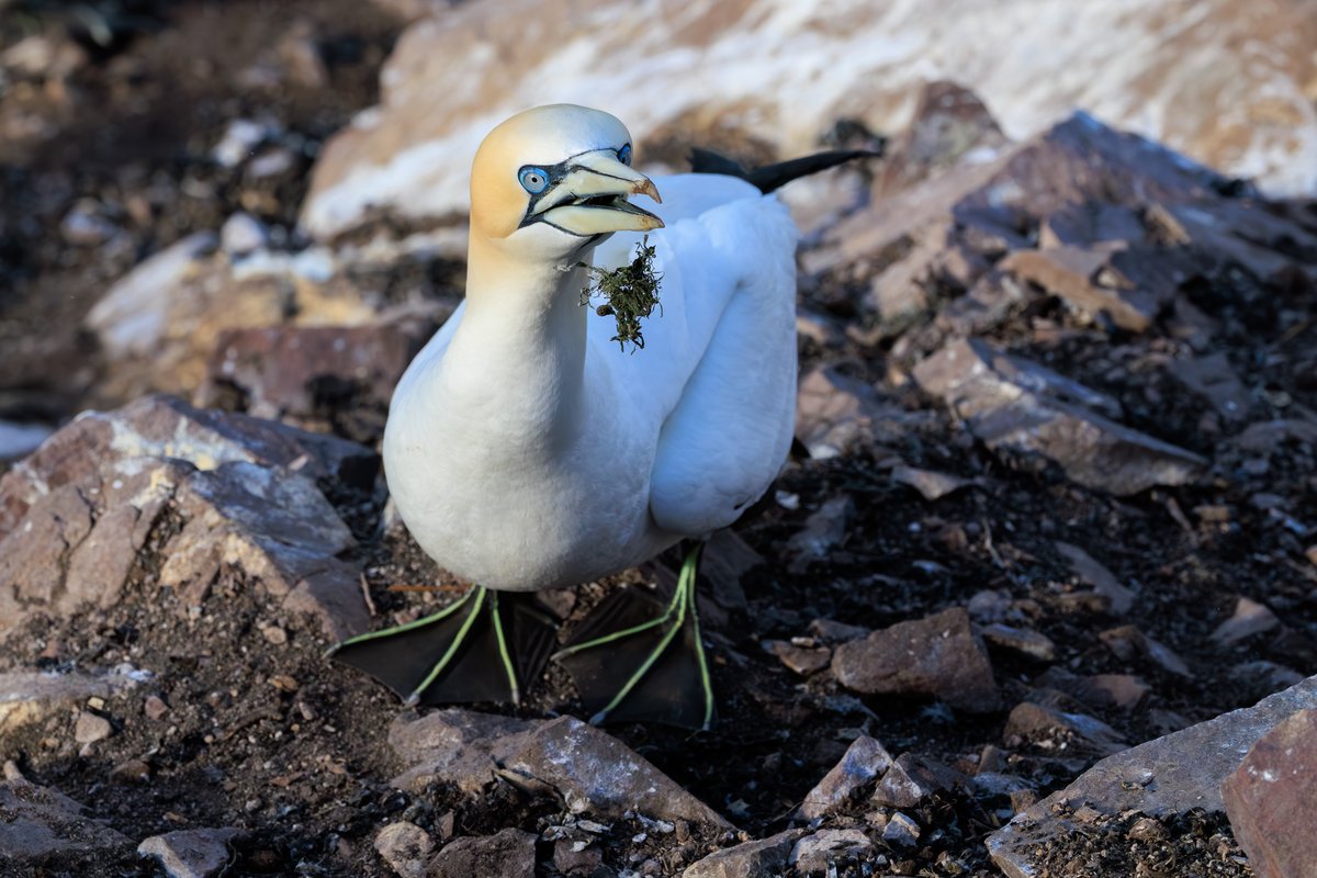 Northern Gannet