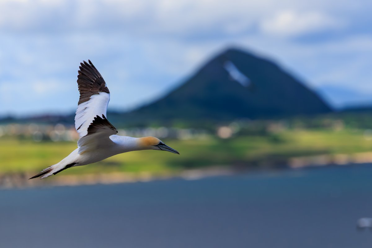 Northern Gannet