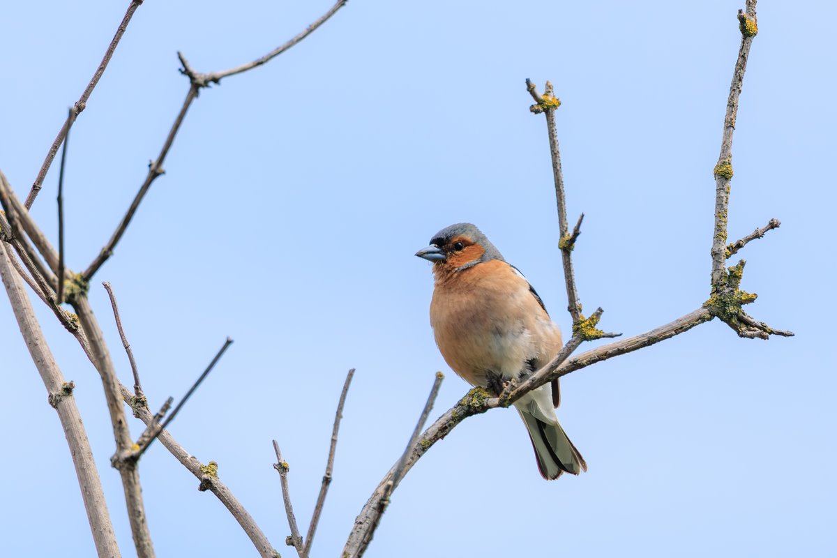 Common Chaffinch