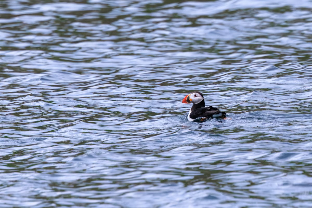 Atlantic Puffin