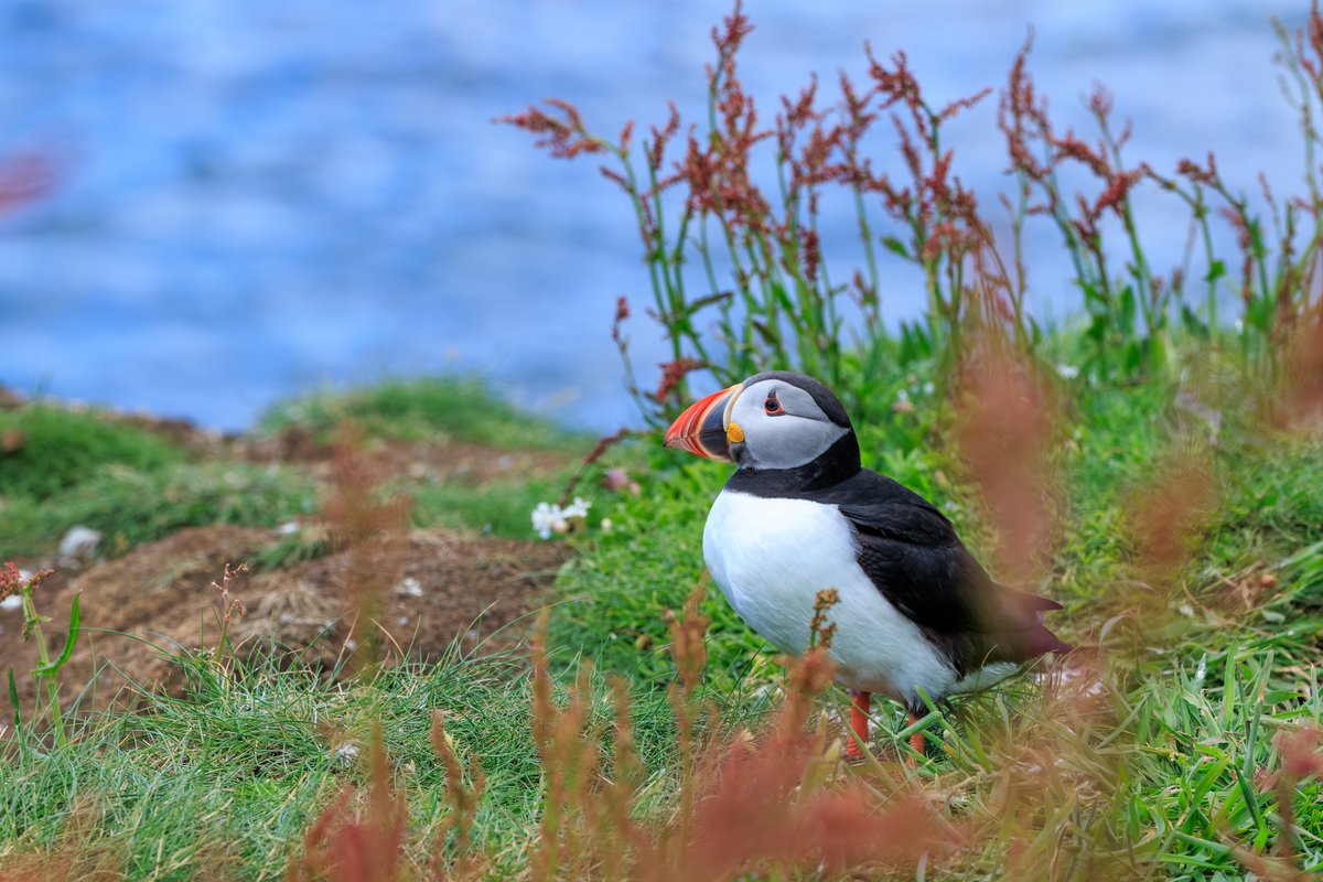 Atlantic Puffin
