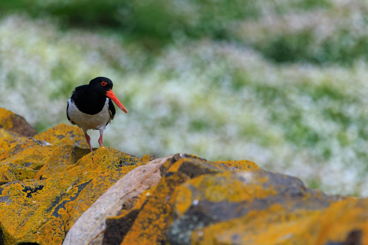 Eurasian Oystercatcher