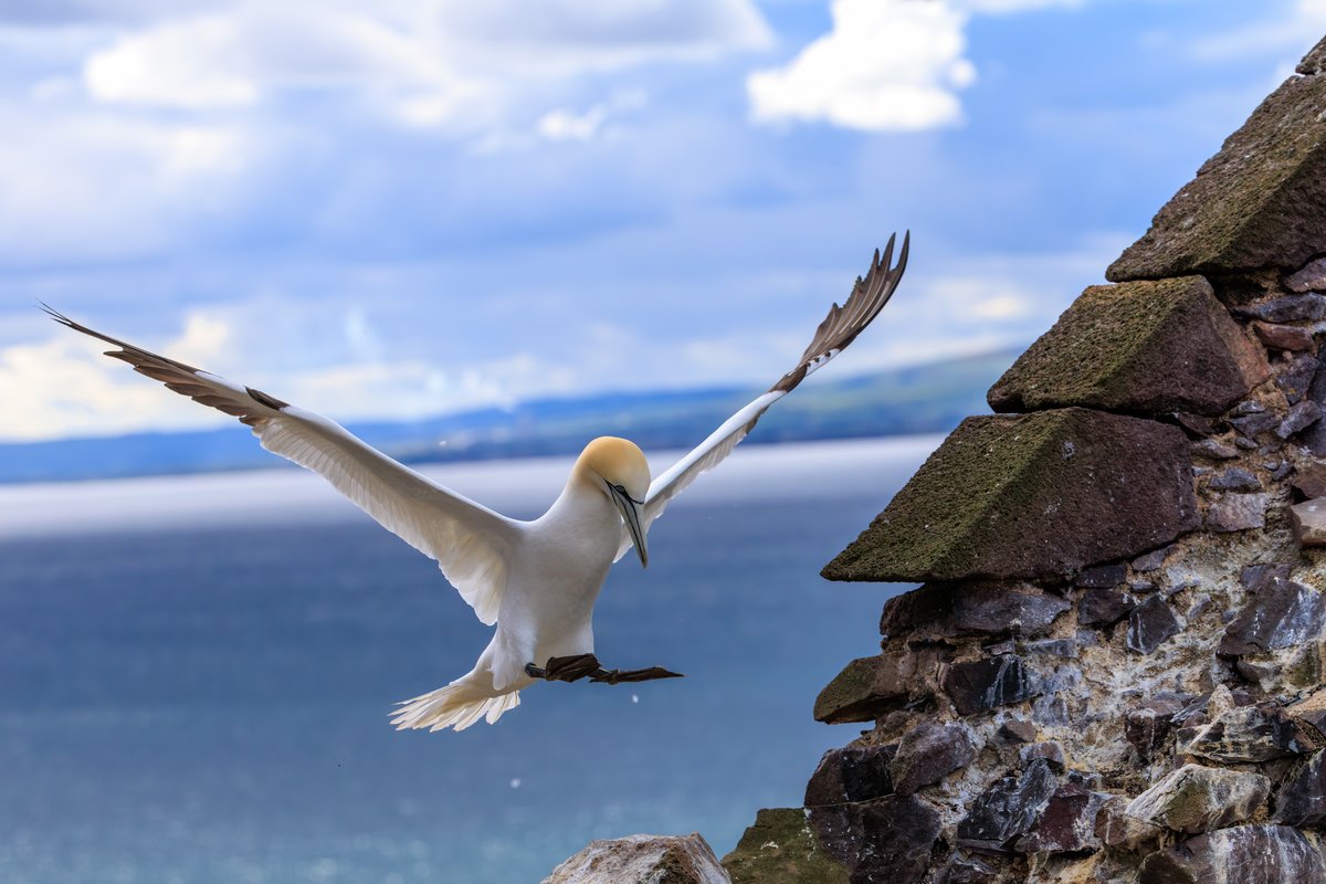 Northern Gannet