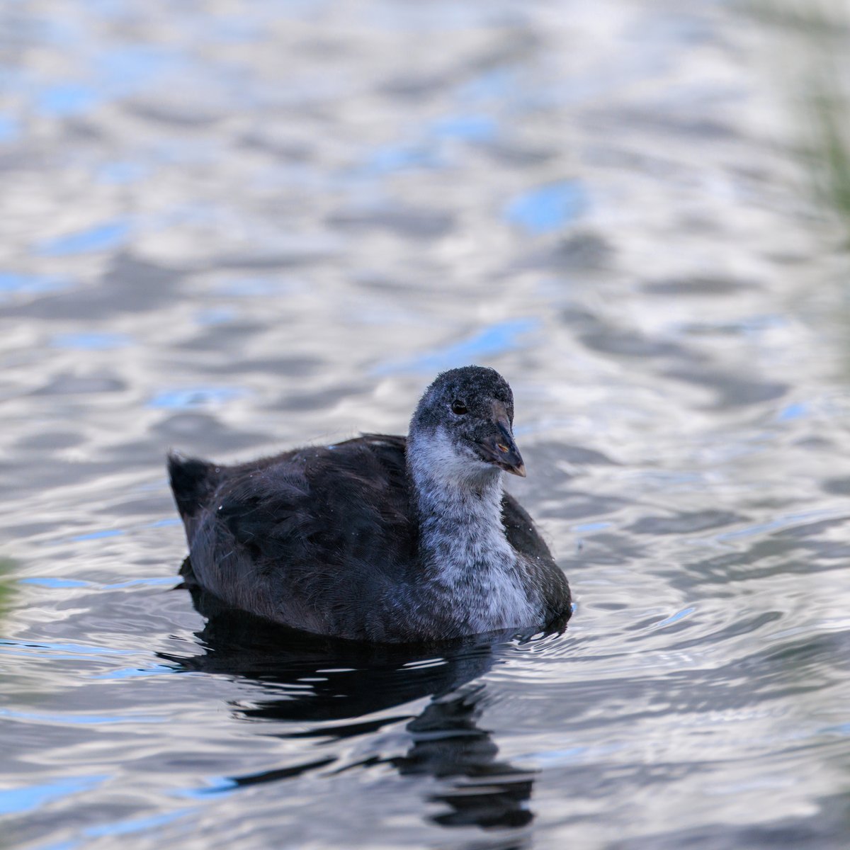 Eurasian Coot