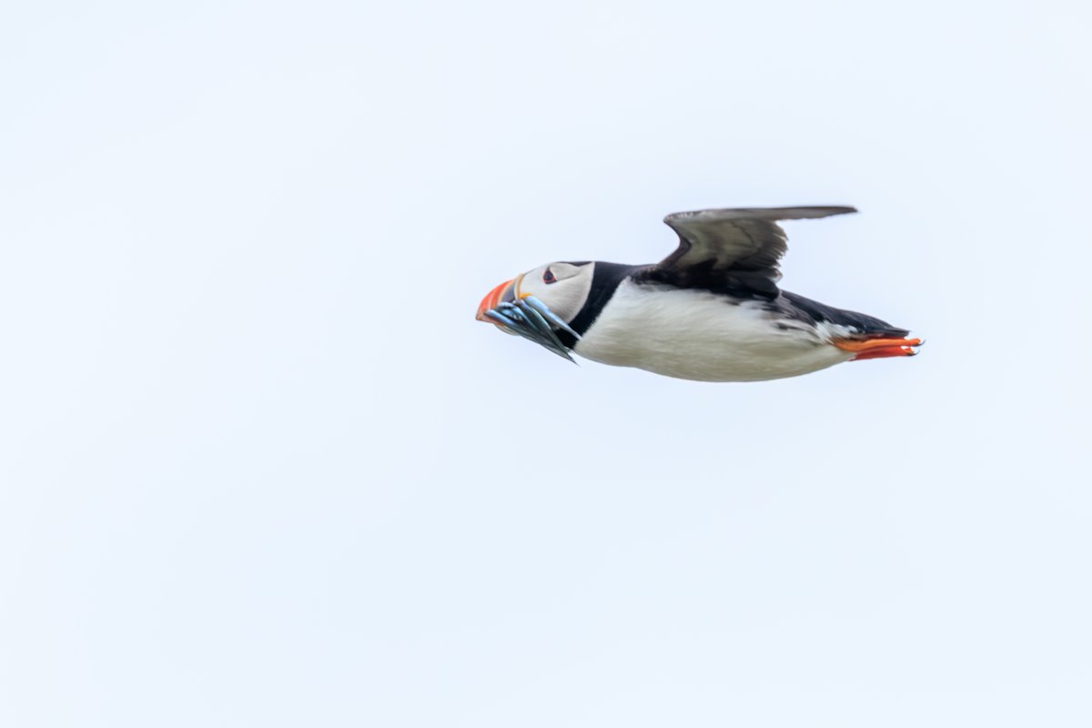 Atlantic Puffin