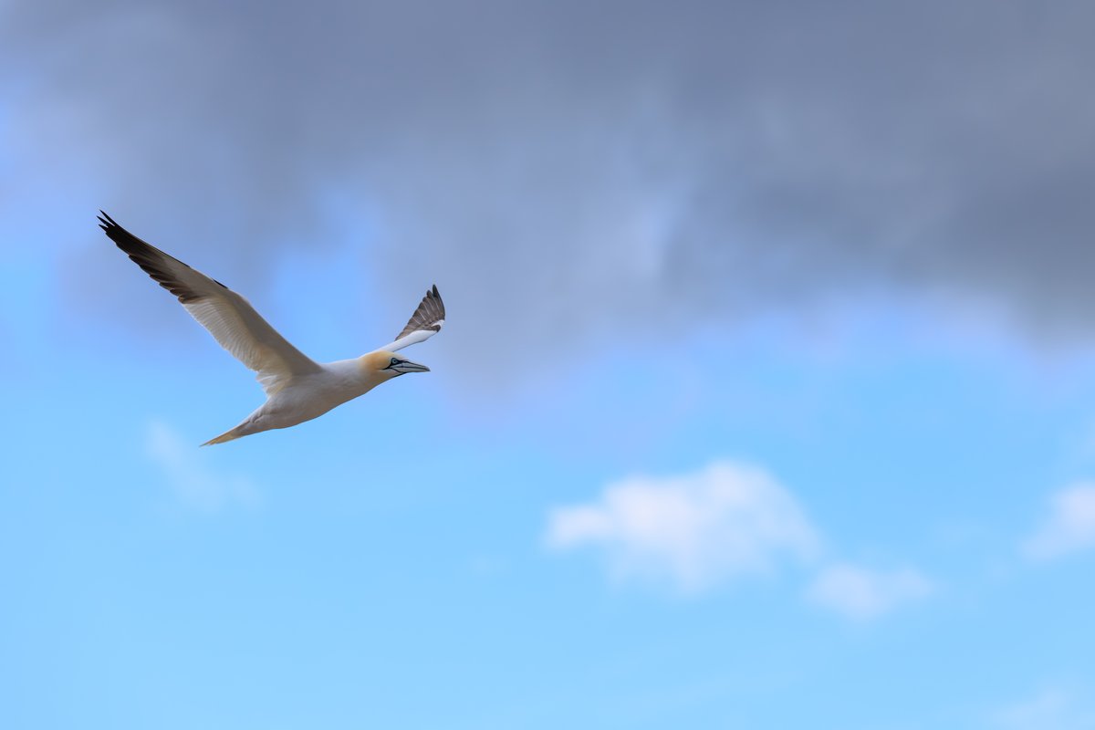 Northern Gannet
