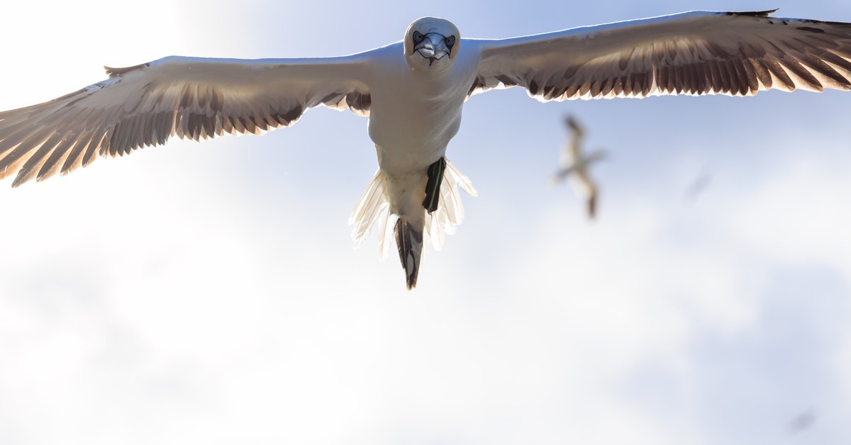 Northern Gannet