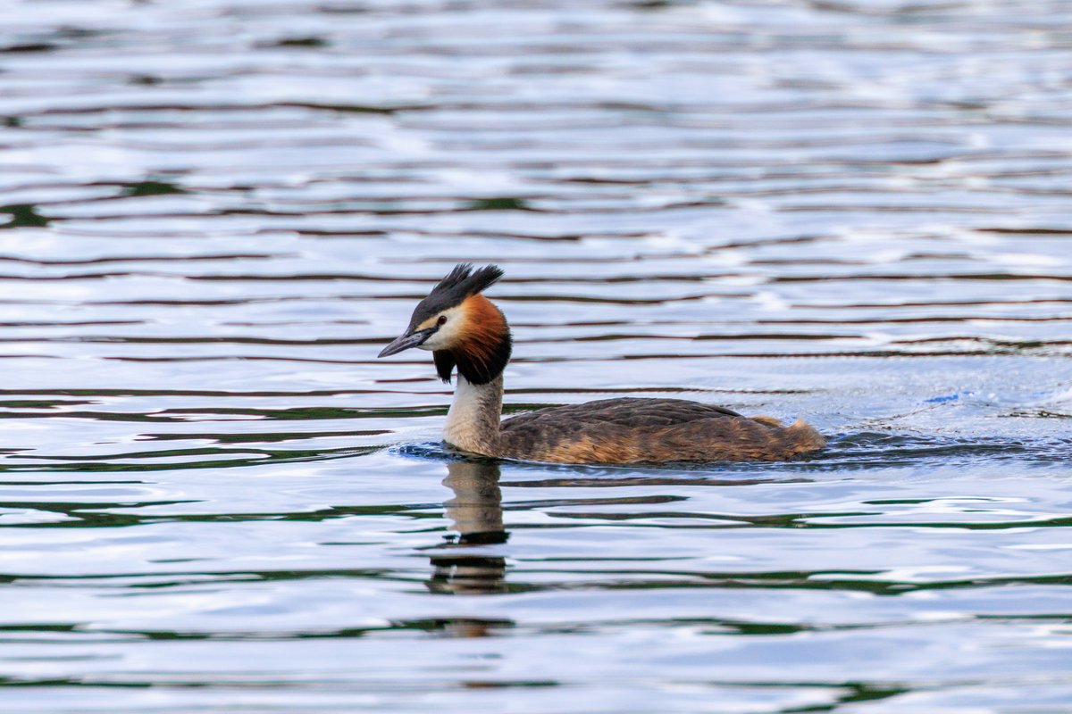 Great Crested Grebe