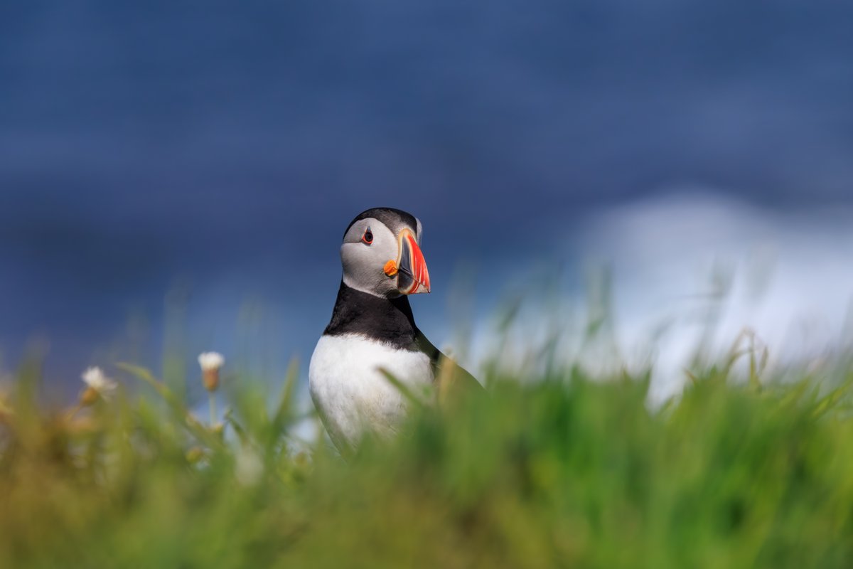 Atlantic Puffin
