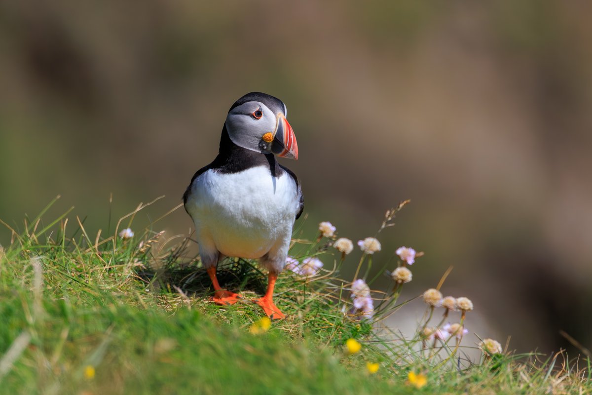 Atlantic Puffin