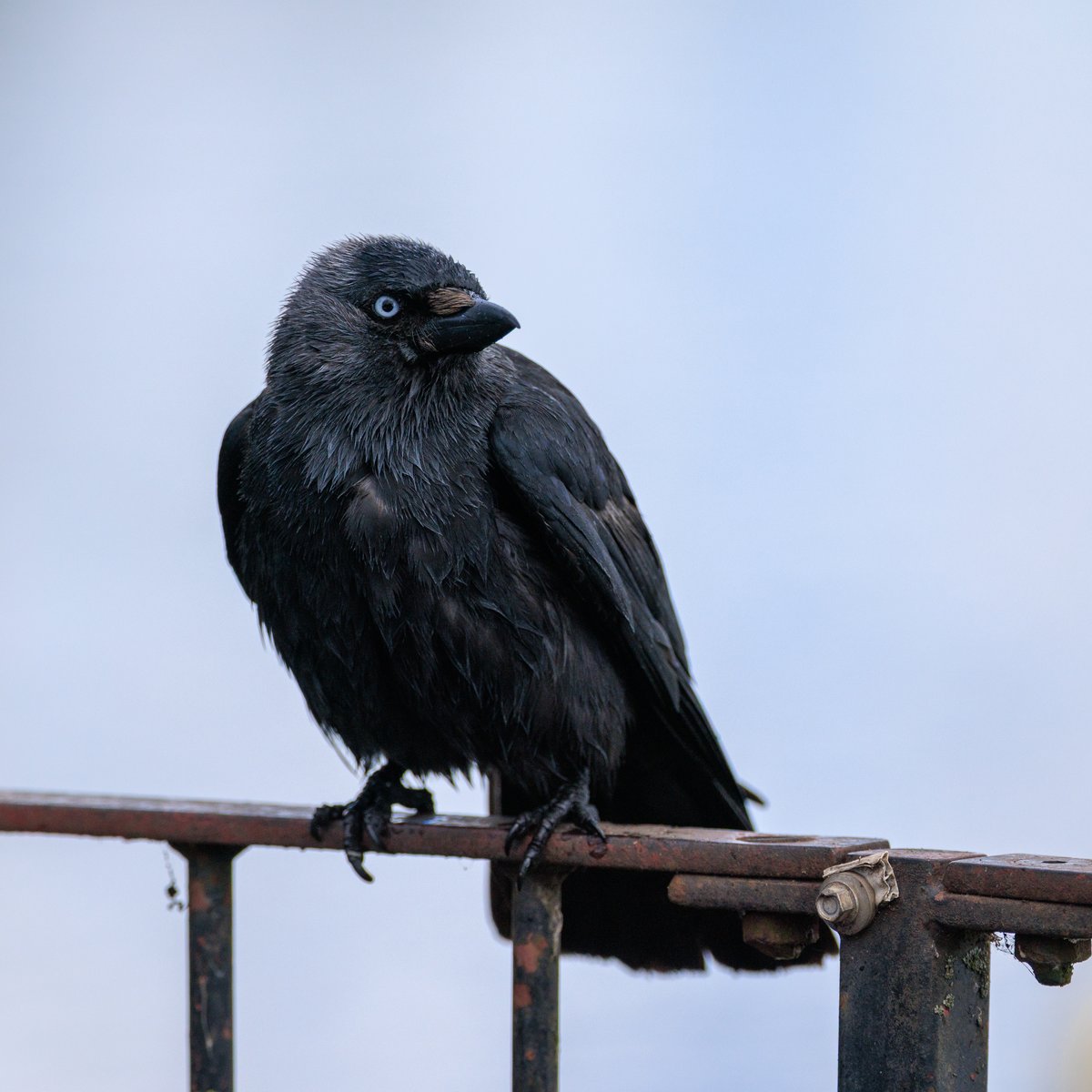 Eurasian Jackdaw