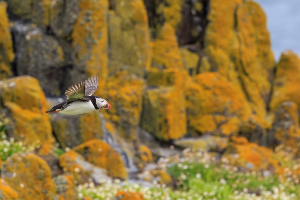Atlantic Puffin