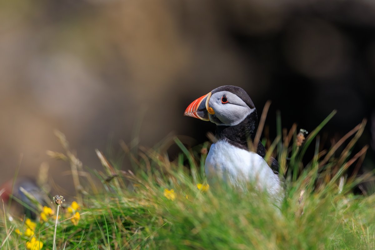 Atlantic Puffin