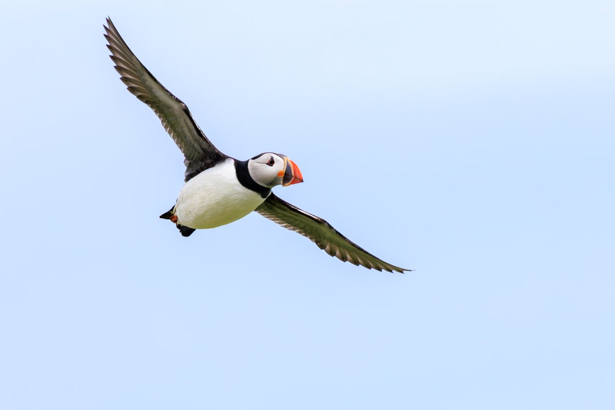 Atlantic Puffin
