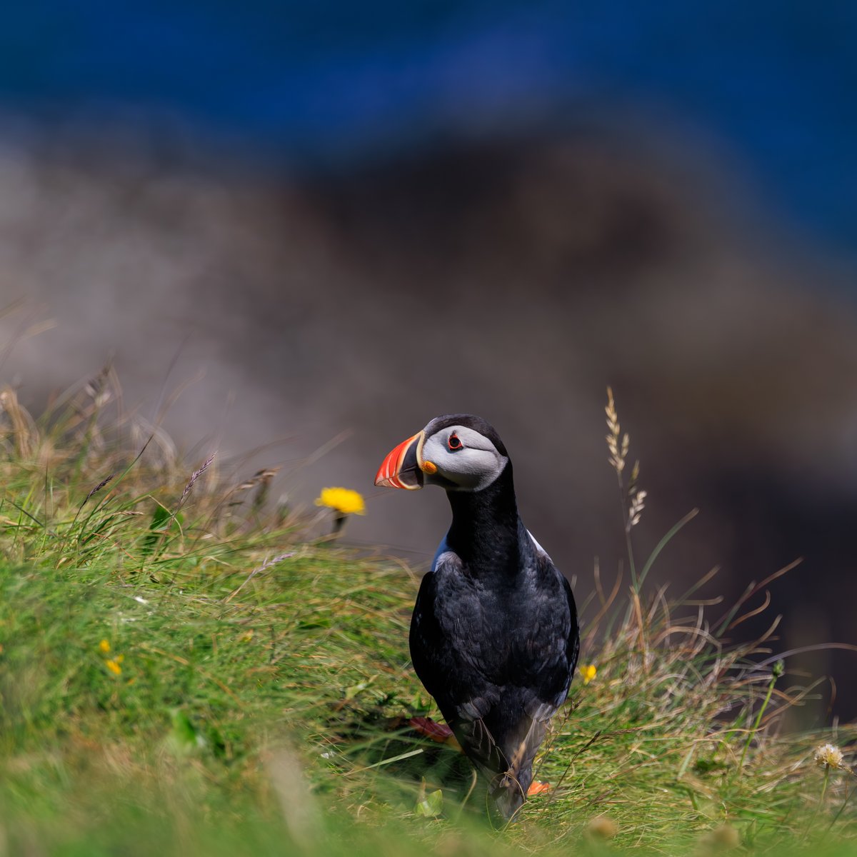 Atlantic Puffin
